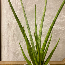 観葉植物　サンスベリア　グラシリス 3枚目の画像