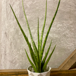 観葉植物　サンスベリア　グラシリス 2枚目の画像