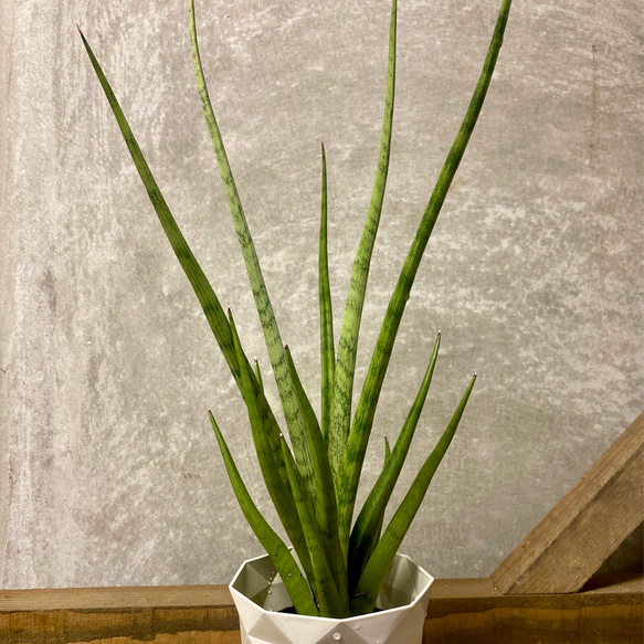 観葉植物　サンスベリア　グラシリス 2枚目の画像