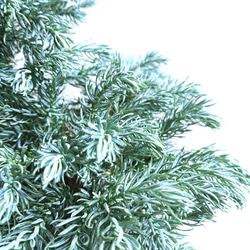 ●数量限定●　希少　針葉樹　シルバーブルーの葉　”カマエシバリス　ブループラネット　鉢カバーセット”観葉植物　コニファー 4枚目の画像