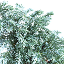 ●数量限定●　希少　針葉樹　シルバーブルーの葉　”カマエシバリス　ブループラネット　鉢カバーセット”観葉植物　コニファー 5枚目の画像