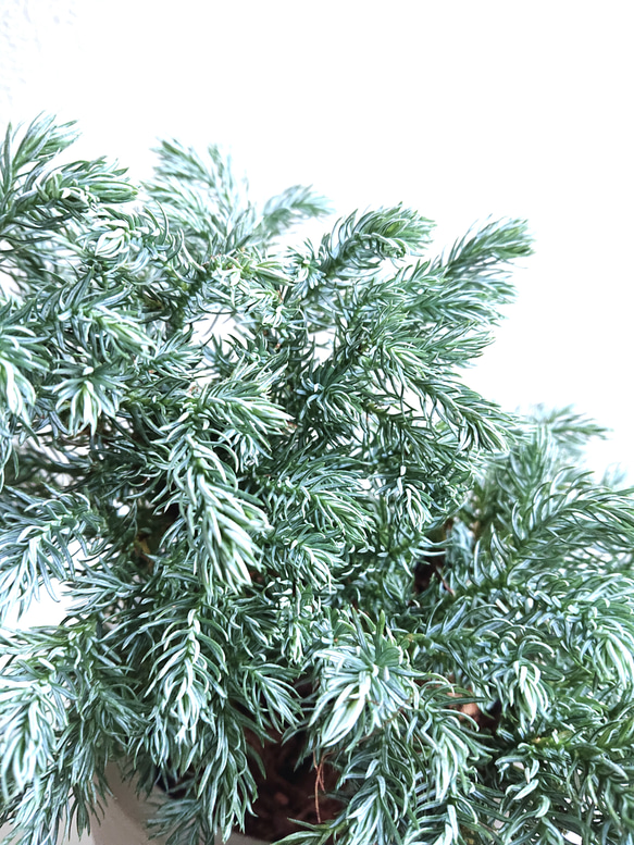 ●数量限定●　希少　針葉樹　シルバーブルーの葉　”カマエシバリス　ブループラネット　鉢カバーセット”観葉植物　コニファー 5枚目の画像