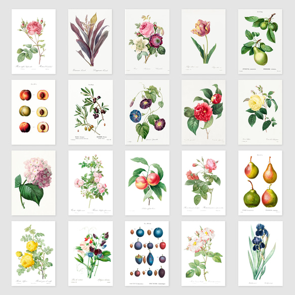 最も美しい花々 ルドゥーテ 植物画 ボタニカルアート 美術書 画集 希少 最も美しい花々 ルドゥーテ 植物画 ボタニカルアート 美術書 画集 希少