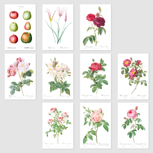 ルドゥーテ ボタニカル ポストカード 40種40枚セット お洒落 薔薇