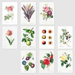 ルドゥーテ ボタニカル ポストカード 40種40枚セット お洒落 薔薇 ローズ 植物 花 絵ハガキ 4枚目の画像