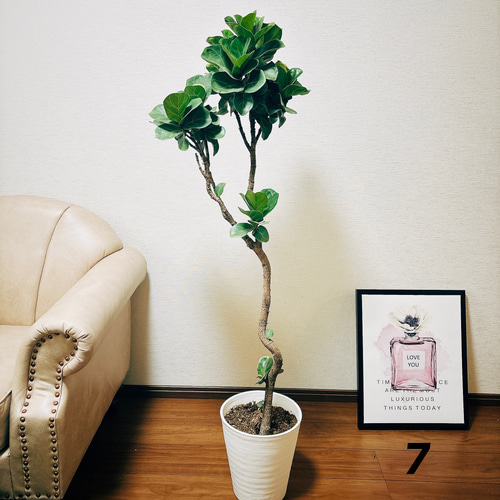 チランジア パチャラ レッドベルベット スカーレットレッドビューティー チランジア パチャラ レッドベルベット スカーレットレッドビューティー