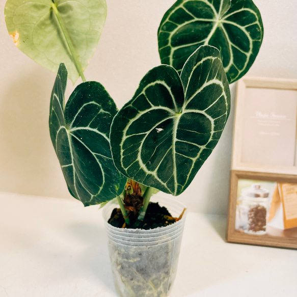 アンスリウム　3点セット アンスリウム 3号 | 観葉植物ならHitoHana