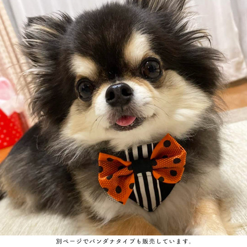 スタイ、ハロウィン限定スイートロリータ(イエロー)わんちゃん猫