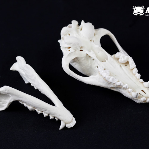 受注生産】タヌキ 原寸大頭骨レプリカ その他置物 アンフィ合同会社