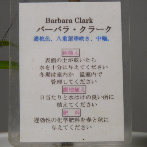 ☆ENGEI ichioki☆椿・ツバキ「バーバラ・クラーク」◇人気の椿