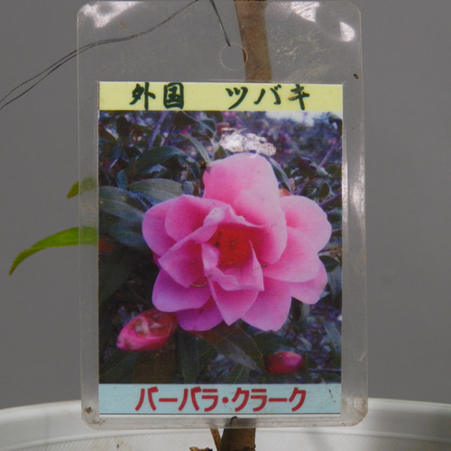 ☆ENGEI ichioki☆椿・ツバキ「バーバラ・クラーク」◇人気の椿品種