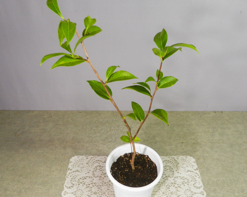 ea21450d25ea4144aaad224de64efc