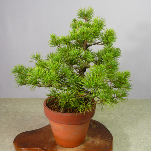 五葉松の盆栽激安 激安 お試し盆栽 五葉松の盆栽を販売｜入門は盆栽妙 – 盆栽妙 本店