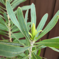 プロテア　ネリーフォリア　鉢植え　ワイルドフラワー　オージープランツ 2枚目の画像