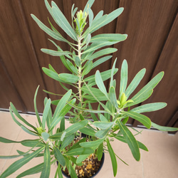 プロテア　ネリーフォリア　鉢植え　ワイルドフラワー　オージープランツ 4枚目の画像