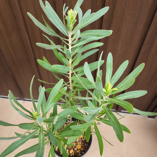 プロテアネリーフォリア　鉢植え　ワイルドフラワー　苗　ネイティブプランツ