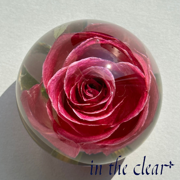 植物標本　薔薇　ピンク　レジン　６センチ球体 3枚目の画像