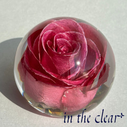 植物標本　薔薇　ピンク　レジン　６センチ球体 6枚目の画像