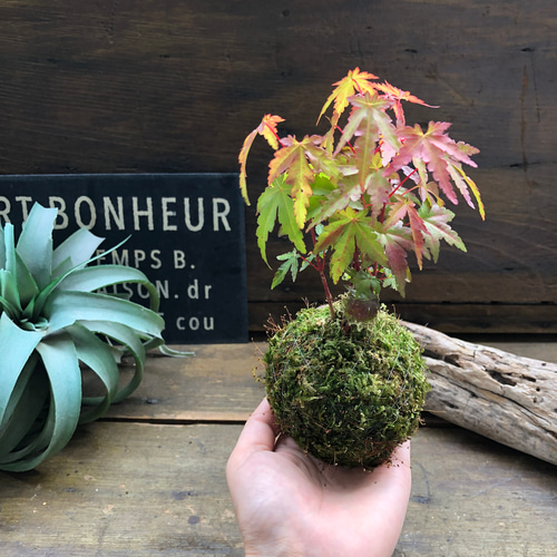 最も完璧な イロハモミジの苔玉♡紅葉♡観葉植物♡インテリア アート 花・観葉植物