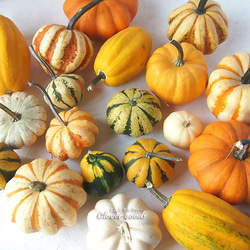 2023完売】鑑賞用おもちゃかぼちゃ～ハロウィン、カボチャ、置物、雑貨