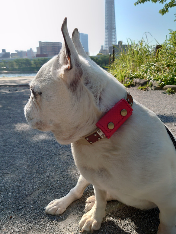 犬用の鑑札ケース（茶色のステッチ） 9枚目の画像