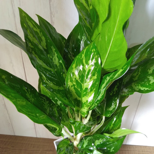 超絶希少❗️アグラオネマライトオブヘブン新葉展開中✨️ 超絶希少