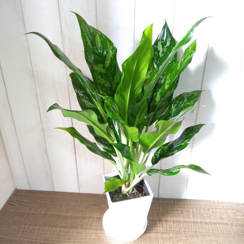 希少種 アグラオネマ【ホワイトマリア】観葉植物 斑入り 葉模様