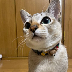 こぐま　猫さんにやさしい首輪【かぎ針編み　猫の首輪　猫　首輪　セーフティバックル　アジャスター　軽い　やわらかい】 15枚目の画像