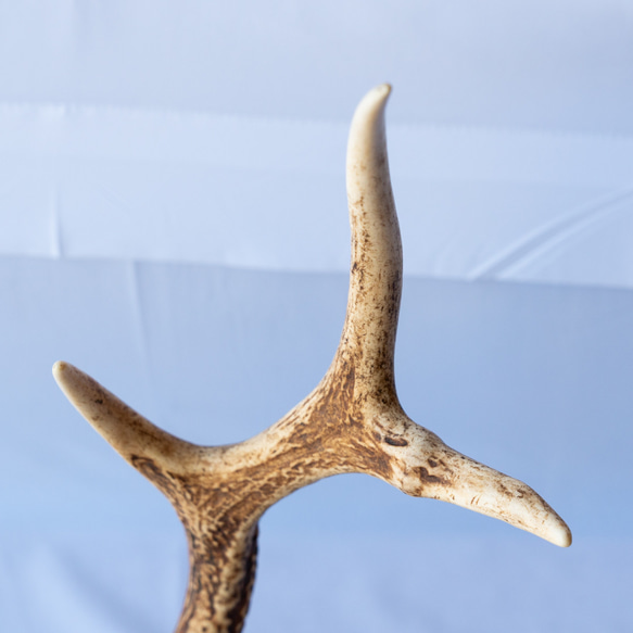 Antler display stand 2枚目の画像