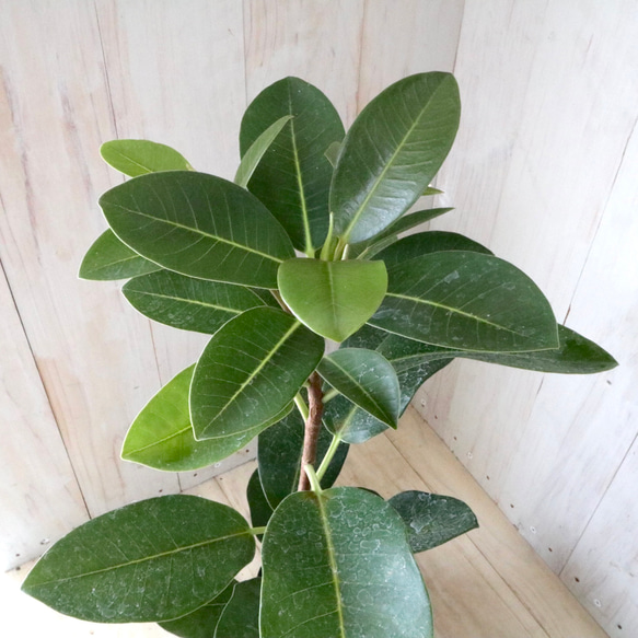 立派♡フランスゴムの木♡フィカス♡ルビギノーサ♡観葉植物♡ 6枚目の画像