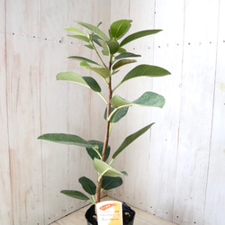 立派♡フランスゴムの木♡フィカス♡ルビギノーサ♡観葉植物♡ 5枚目の画像