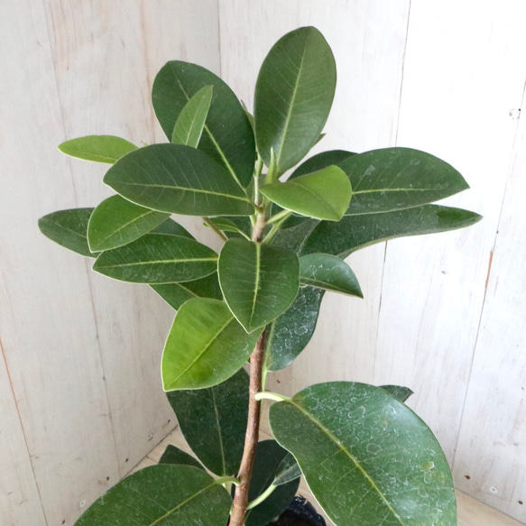 立派♡フランスゴムの木♡フィカス♡ルビギノーサ♡観葉植物♡ 2枚目の画像