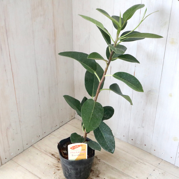 立派♡フランスゴムの木♡フィカス♡ルビギノーサ♡観葉植物♡ 13枚目の画像