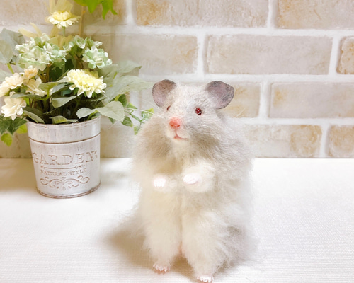 13cm ダヴ 赤目 長毛 バンデッド *ゴールデン ハムスター* (羊毛