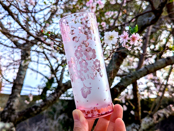 桜ひらひらロングタンブラー（十月桜） 1枚目の画像