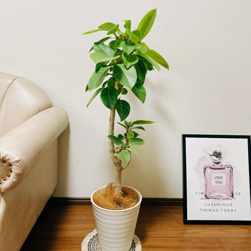 フィカス・アルテシーマ 曲がりタイプ 大型 8寸 観葉植物 ゴムの木 大型 観葉植物 曲がりタイプ 8寸 ゴムの木 フィカス・アルテシーマ