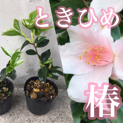 格安即決 91e9c90ddf744f9fa73d947d4e6407 ノート・メモ帳