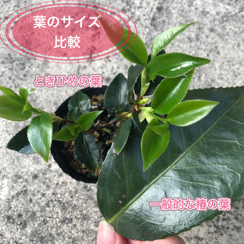 送料込】可愛い♡ミニチュアサイズ♡姫椿♡ときひめ♡日本椿♡鉢