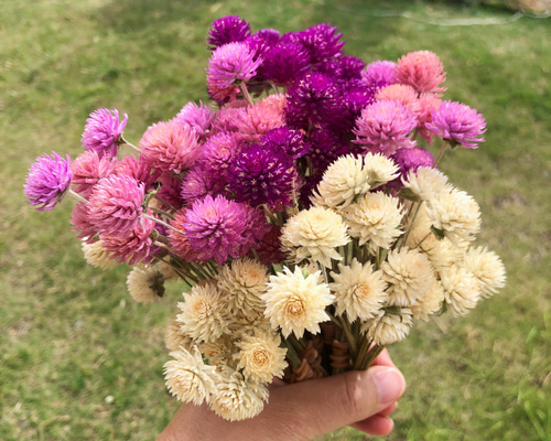 千日紅ドライフラワー自然・短120本+おまけ [42] ドライフラワー