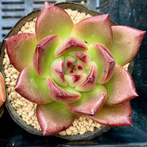 ラブバード 大きめ エケベリア カット苗 韓国苗 多肉植物 多肉植物