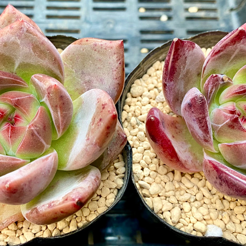 ラブバード 大きめ エケベリア カット苗 韓国苗 多肉植物 多肉植物