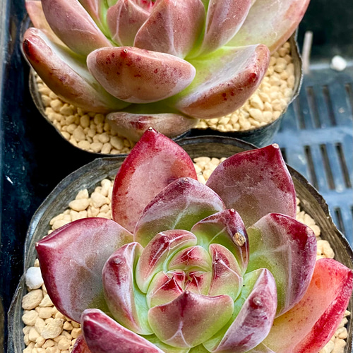 ブルーバード 大きめ苗 韓国苗 多肉植物 ブルーバード | RuPo 多肉植物専門店