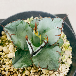 ［現品］アガベ　チタノタ　ブラックアンドブルー　観葉植物　レア　綺麗　かっこいい　おしゃれ　屋外　多肉植物　プラ鉢　 7枚目の画像
