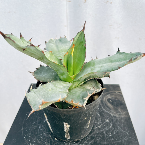 MCGRADY-PLANTS】J 712 激レア高級品種 多肉植物アガベ ホリダ