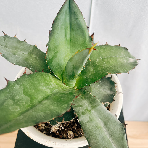 現品］2番 アガベ チタノタ ブラックアンドブルー 観葉植物 レア 綺麗