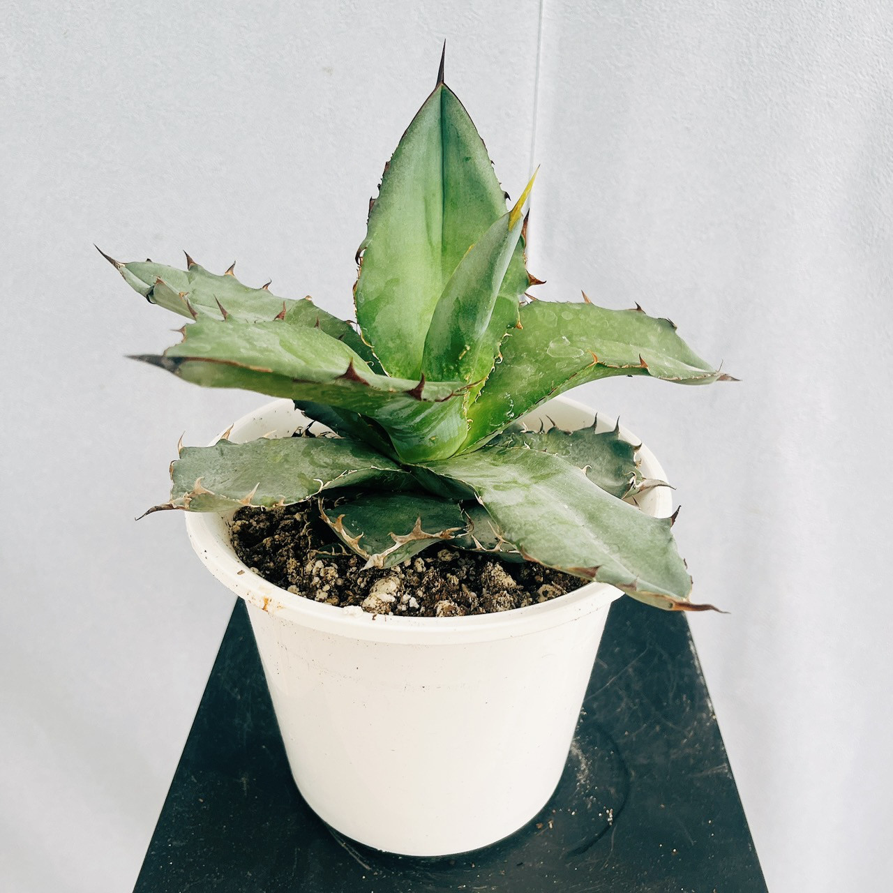 現品　アガベ　チタノタブルー　1番　ドライガーデン　観葉植物 インテリア 観葉植物 アガベ「チタノタブルー」 | 花・花束を贈るフラワー