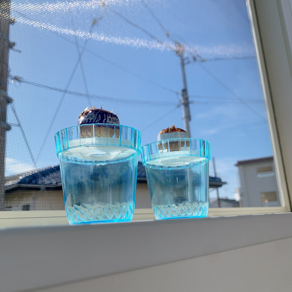 水栽培用クロッカス球根3個 容器3個 セット 球根付き 秋植え レトロ 容器 花瓶 5枚目の画像