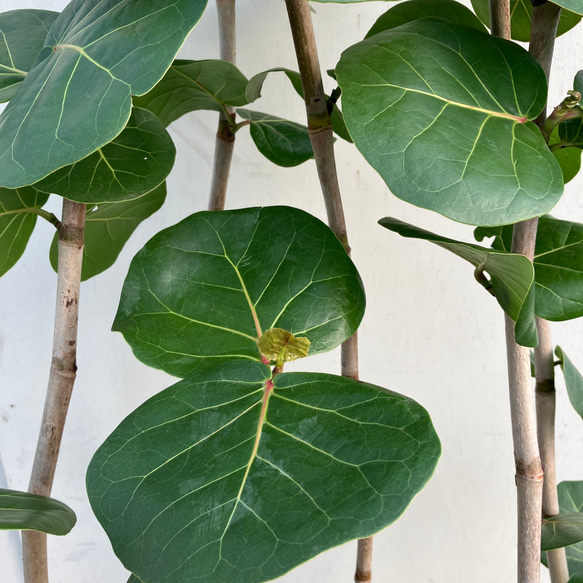 現品　海葡萄　シーグレープ　13番　観葉植物　希少　インテリアグリーン Amazon｜海葡萄 シーグレープ 曲がり 特大 13番 観葉植物