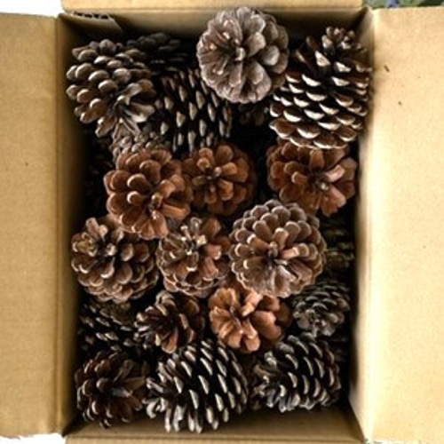 自然資材 松ぼっくり特大5ケと中松ぼっくり1箱（写真参照） その他素材