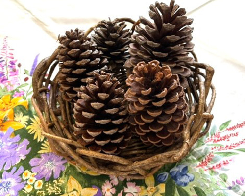 774ea204c79b98d6141f0dd24fa9c5